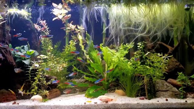 The Best 8K Relaxing Aquarium 💧 Aqurium video 💧Relax Meditation Sleep Music😴 смотреть онлайн