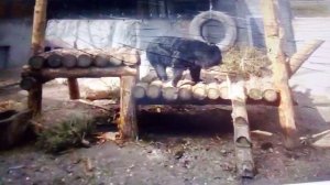 Московский зоопарк. Гималайский медведь.