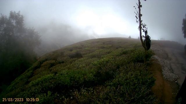 Margaret's Hope Tea 🍵 Garden Queen of hills Darjeeling смотреть онлайн