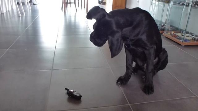 Carbu et le test du talkie-walkie ! смотреть онлайн