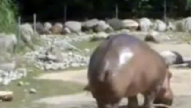 ржал 5 часов смотреть онлайн