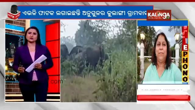 Reporter Special: Wild elephants wreak havoc in Angul district of Odisha || Kalinga TV смотреть онлайн