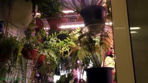 Растения в квартире. В гостях у Александра Скосыря.