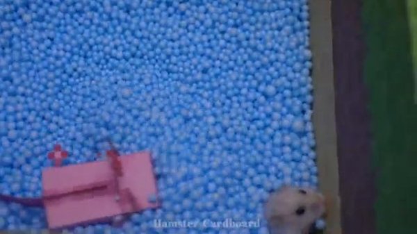 Hamster escapes the awesome maze for Pets in real life!