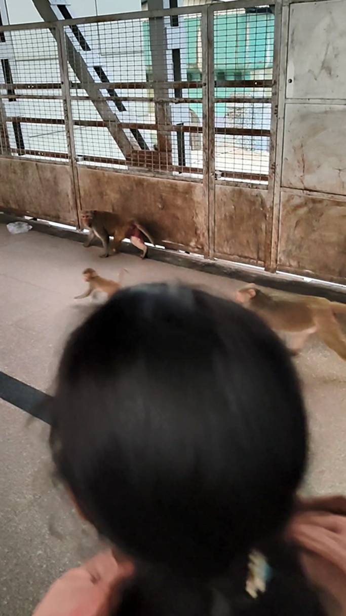 Обезьяны в Индии прямо на вокзале смотреть онлайн