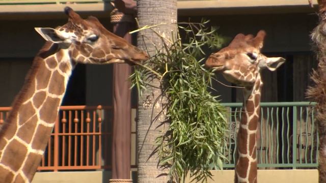 Three generations of giraffe celebrate Mother’s Day at Disney’s Animal Kingdom Lodge смотреть онлайн