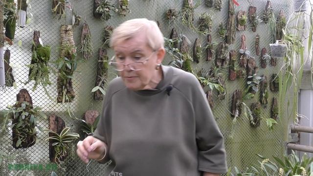 Максиллярия (Maxillaria) – симподиальная орхидея.