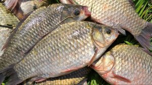 ЛОВЛЮ КАРАСЯ В ОКТЯБРЕ НА ДОНКИ. ЗАКРЫТИЕ СЕЗОНА ПО КАРАСЮ. ЛОВЛЯ КАРАСЯ ОСЕНЬЮ.