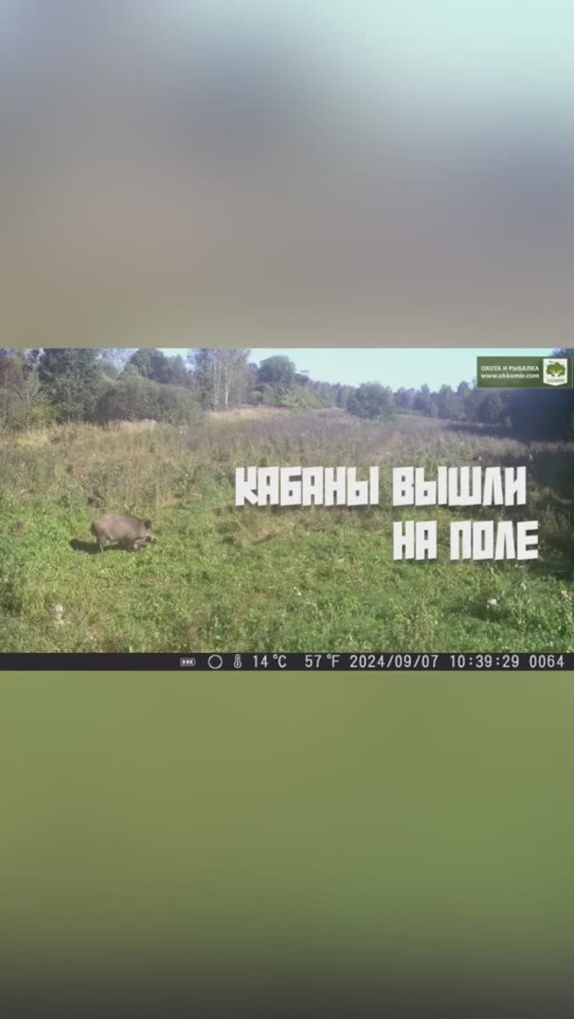 Кабаны вышли на поле. +18 смотреть онлайн