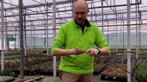 Как привить иву на штамб - Полная инструкция