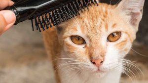 Как правильно вычесывать кошку