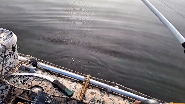 Ловля сома. Рыбалка на сома с квоком ОСЕНЬЮ. Сом осенью. смотреть онлайн