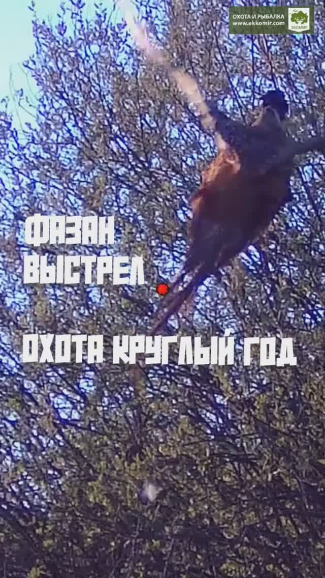 Выстрел по фазану смотреть онлайн