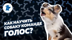 Kак научить собаку команде "Голос"?