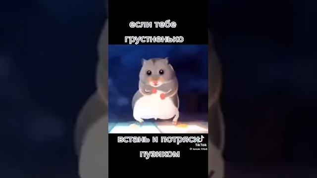 хомяки🐹🐹🐹