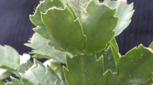 Шлюмбергера (декабрист)