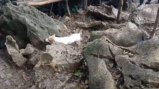 Hiking with Jack Russell Terrier смотреть онлайн