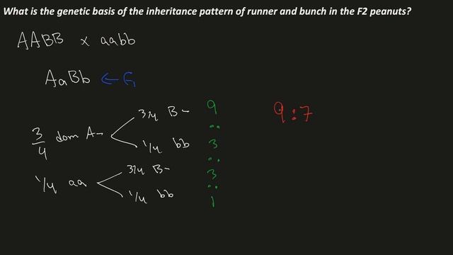 Mendelian Genetics - Finding genetic inheritance pattern w/duplicate recessive epistasis! смотреть онлайн