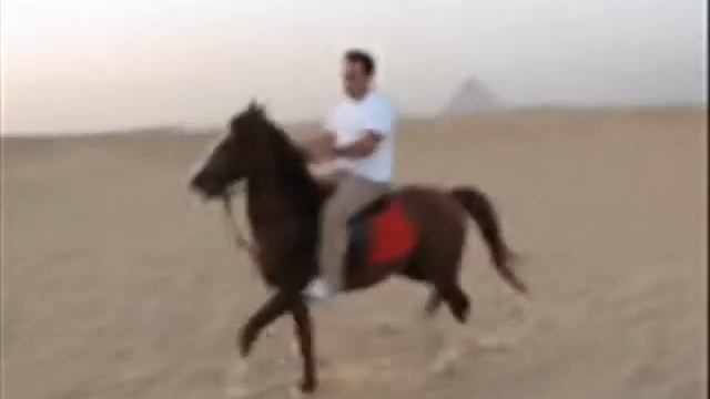 Ziad Torkey And The Arabian Horse Afroto смотреть онлайн