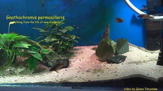 Gnatohromis Permaxillaris