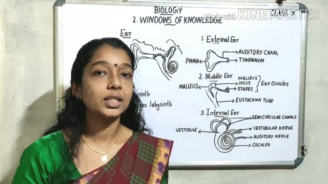Biology. SCERT. Class- 10.Chapter-2/Windows of Knowledge. Part- 6 смотреть онлайн