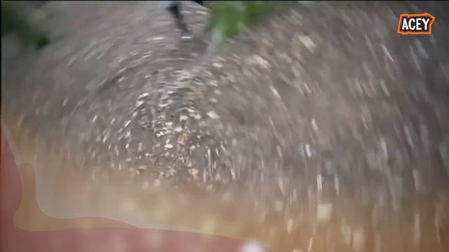 DRONE CAUGHT ANGRY RYAN'S WORLD.EXE LANKYBOX.EXE, VLAD & NIKI.EXE, The KIDS DIANA SHOW & NINJA KIDZ смотреть онлайн