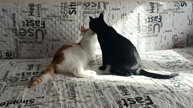 Кузя и девочка смотреть онлайн