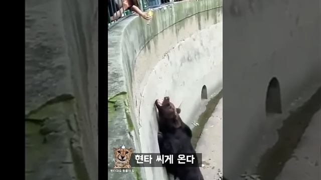 ЗАБАВНЫЕ ЖИВОТНЫЕ смотреть онлайн