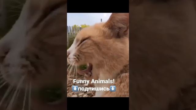 Funny Animals 2021 - Funny Cat  - Cat Is Very Hugely - Тренды Тик Ток 2021