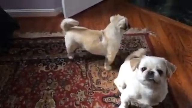 Miko and Sinatra смотреть онлайн