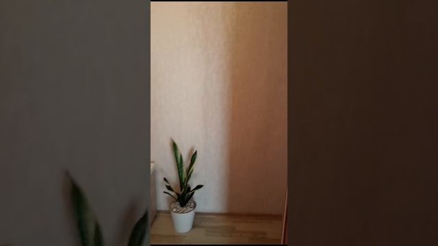 Видео WhatsApp 2024-10-10 в 11.25.37_91496483 смотреть онлайн