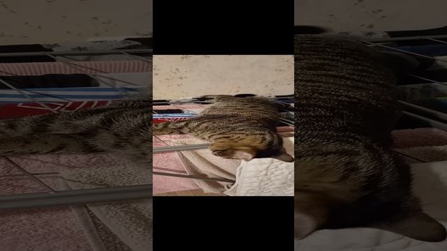 Кошачий Шалости смотреть онлайн