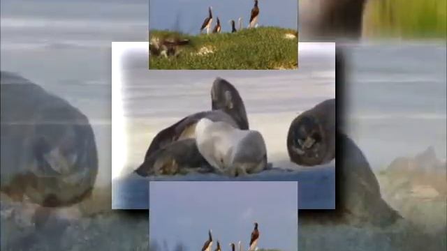 (YTPMV) Wildlife Windows 7 Sample Video scan смотреть онлайн