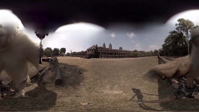 360 video: Monkey Stealing Camera, Siem Reap, Cambodia смотреть онлайн