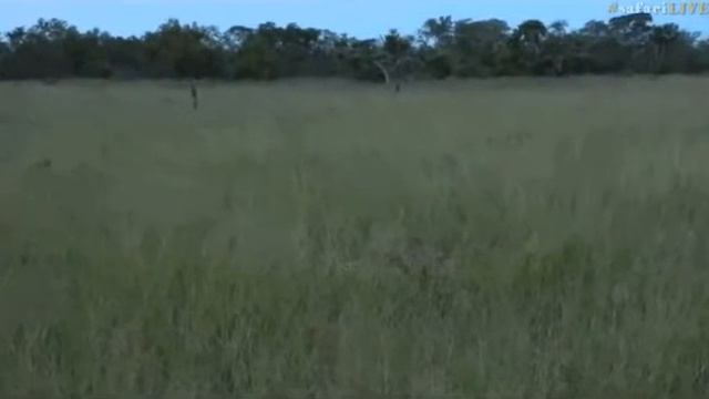 Pt 2 Safari Live's Sunset Safari Drive at 5:30 PM on March 15, 2017 ( Cheetah Brothers ) смотреть онлайн