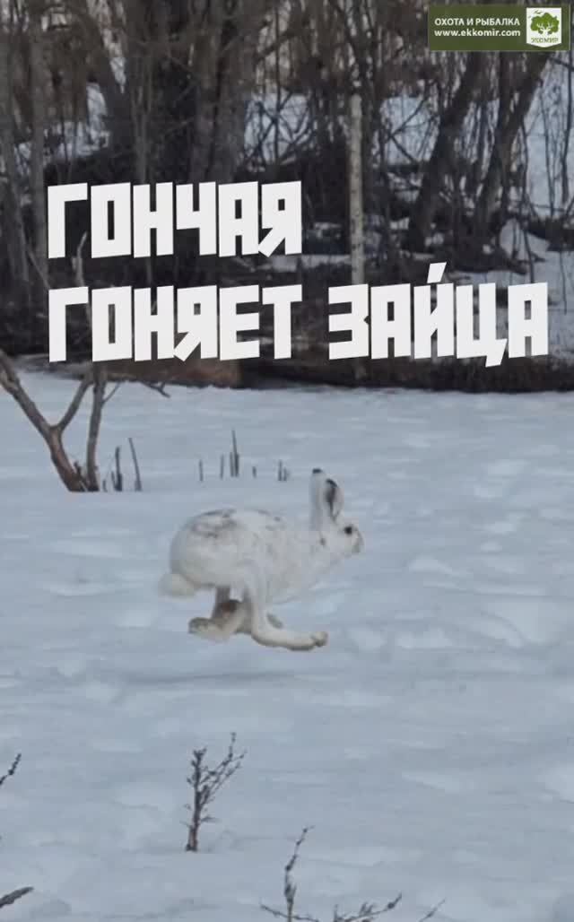 Гончая гоняет зайца смотреть онлайн