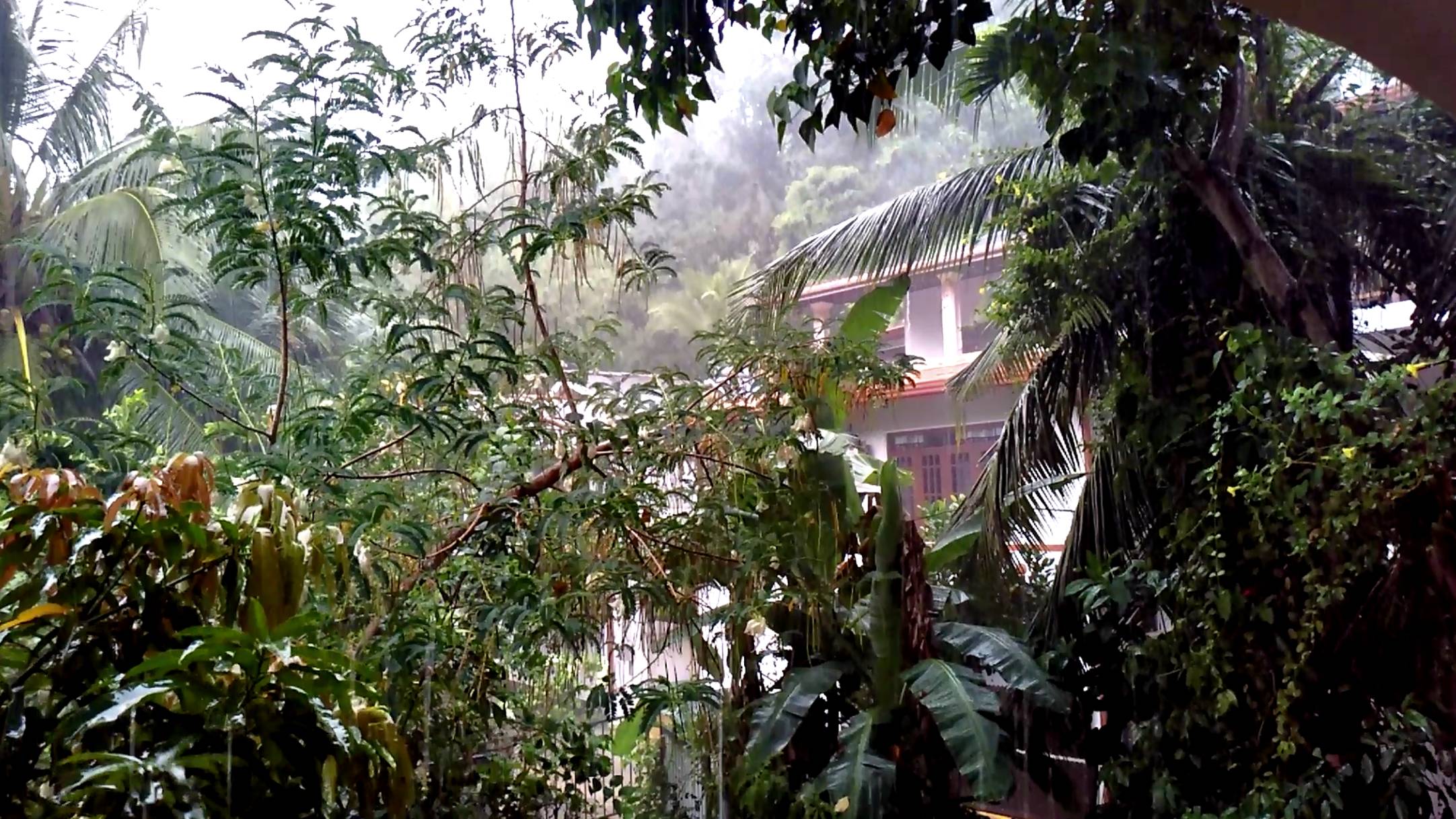 Тропический дождь Шри-Ланка смотреть онлайн