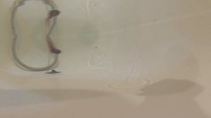 стример ГнутышЪ (вариант)