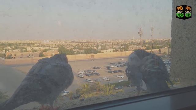 BIRDS AT MY WINDOW # 18 PIGEONS смотреть онлайн