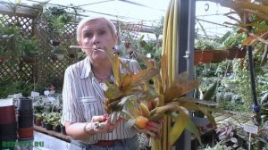 Бромелии. Пополнение нашей коллекции.