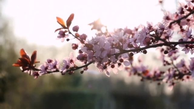 Música para renovarse, relaxation paz. Tristan Lohengrin. Peaceful Sanctuary. Zen. Meditación. смотреть онлайн