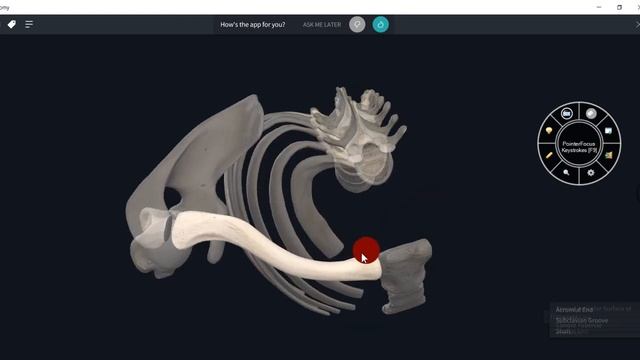 ANATOMY OF CLAVICLE -3D VIDEO#UPPER LIMB#3D ANATOMY смотреть онлайн