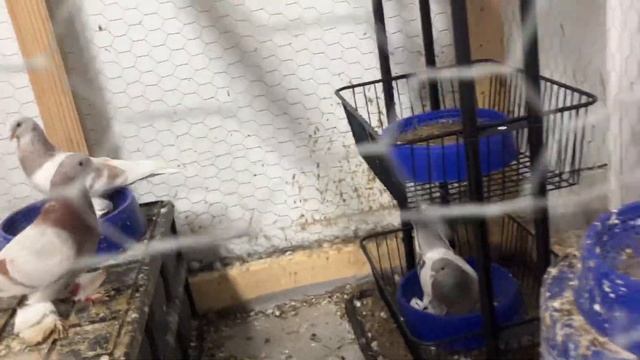 Голуби от Миро Киргизстан Бишкек. смотреть онлайн