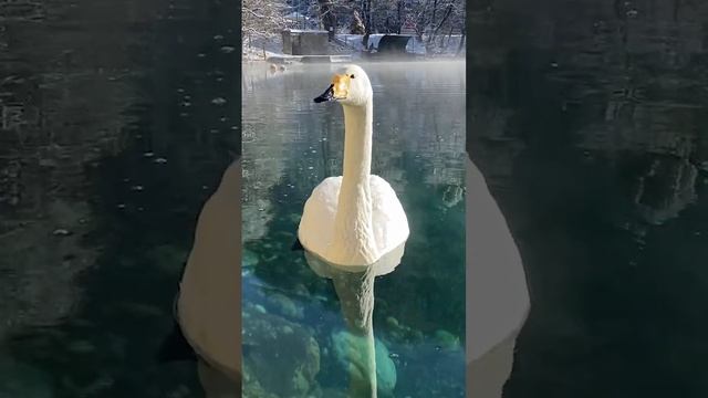 Лебедь на Голубом озере Кабардино-Балкарии смотреть онлайн