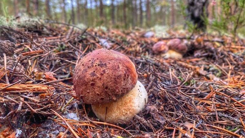 ГРИБНИКИ НАРВАЛИСЬ НА ТОЛПУ ПЕРВОСОРТНЫХ БОРОВИКОВ СОСНОВЫЙ ЛЕС ВОЗНАГРАДИЛ НАС ЗА ТРУДЫ БОРОВЫЕ БЕЛ смотреть онлайн