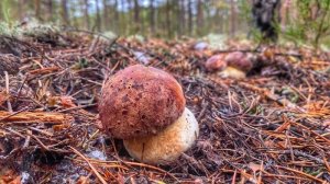 ГРИБНИКИ НАРВАЛИСЬ НА ТОЛПУ ПЕРВОСОРТНЫХ БОРОВИКОВ СОСНОВЫЙ ЛЕС ВОЗНАГРАДИЛ НАС ЗА ТРУДЫ БОРОВЫЕ БЕЛ