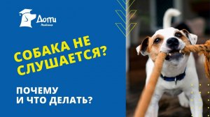 Собака не слушается хозяина. Почему и что делать?