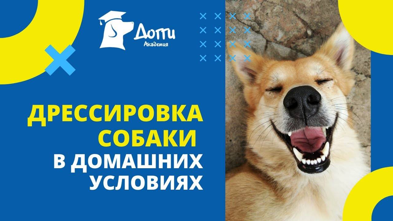Дрессировка собаки в домашних условиях: узнайте 10 основных правил воспитания смотреть онлайн