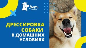 Дрессировка собаки в домашних условиях: узнайте 10 основных правил воспитания