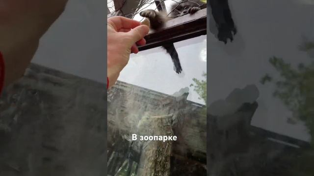 В зоопарке смотреть онлайн